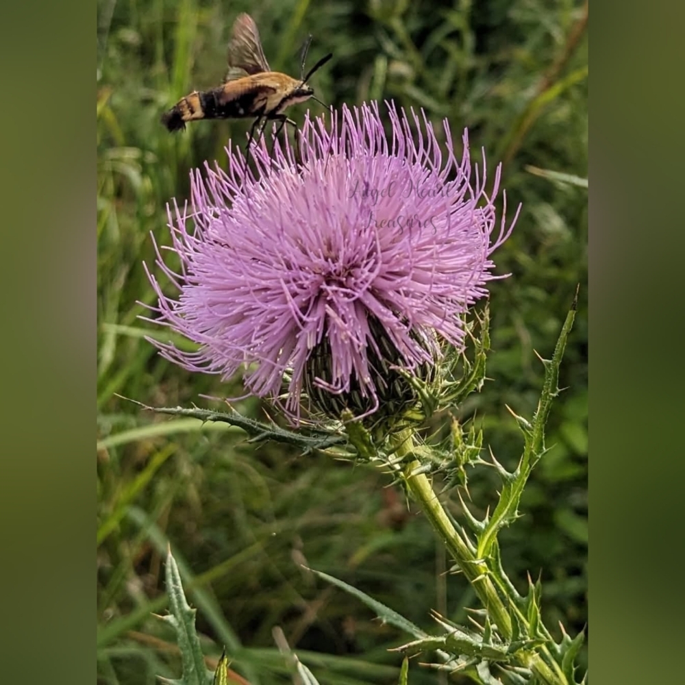 8x10 Original Nature Photography Of Hummingbird Moth On Pink Thistle Flow…
